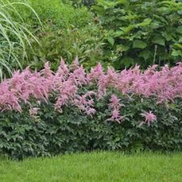 Astilbe arendsii 'Bressingham Beauty'
