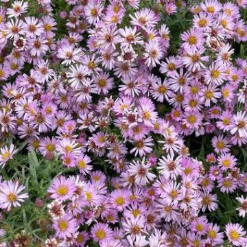 Aster amethystinus 'JS Trendwende'