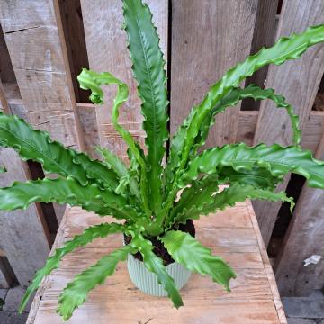 Asplenium antiquum 'Osaka'