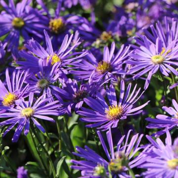 Aster amellus 'Veilchenkonigin'