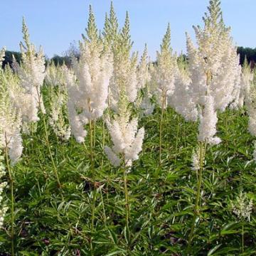 Astilbe arendsii (x) 'Weisse Gloria'