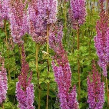 Astilbe chinensis 'Superba''