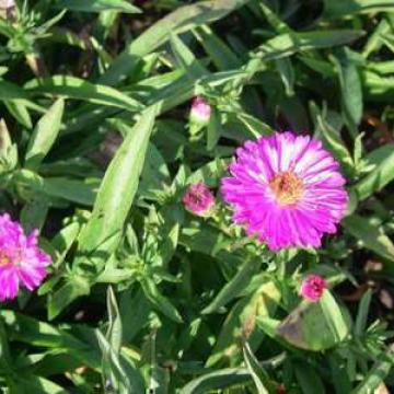 Aster dumosus 'Anneke'