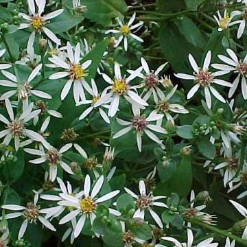 Aster divaricatus