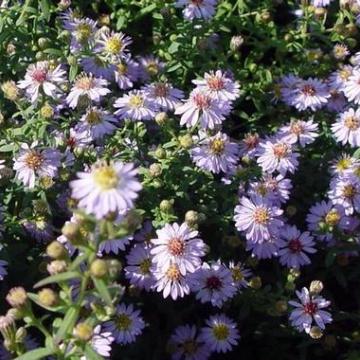 Aster ericoides 'Blue Star'