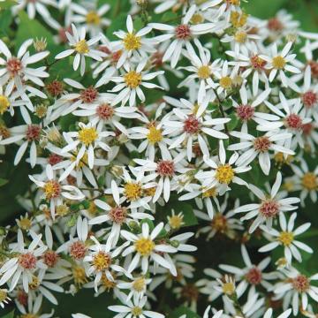 Aster divaricatus 'Eastern Star'