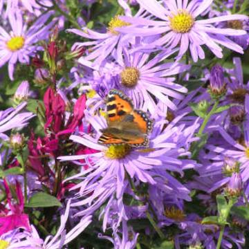 Aster frikartii (x) 'Mönch'