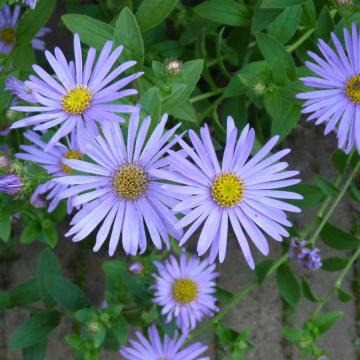 Aster frikartii 'Wunder von Stafa'