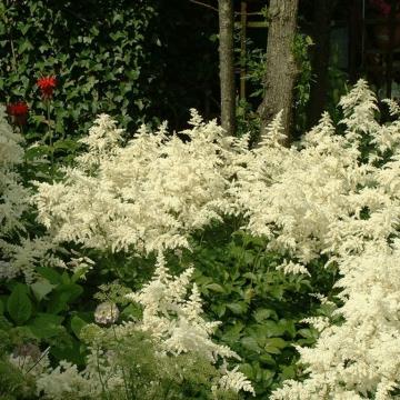 Astilbe japonica 'Deutschland'