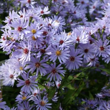 Aster cordifolius 'Little Carlow'