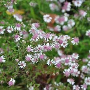 Aster lateriflorus 'Horizontalis'