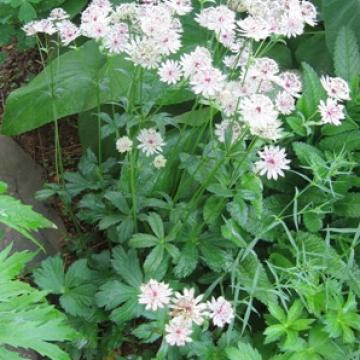 Astrantia major
