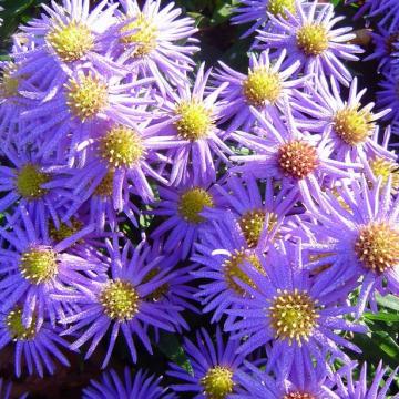 Aster dumosus 'Prof. Anton Kippenberg'