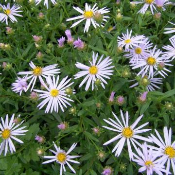 Aster pyrenaeus 'Lutetia'