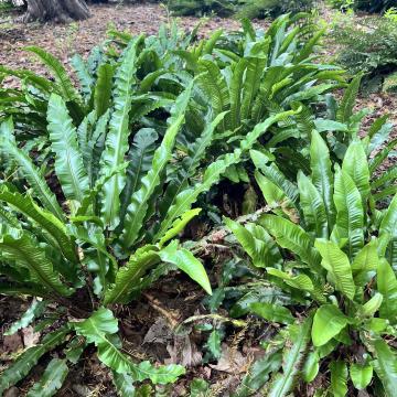 Asplenium (phyllitis) scolopendrium