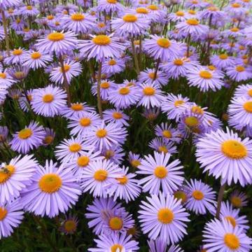 Aster tongolensis 'Naspbury'