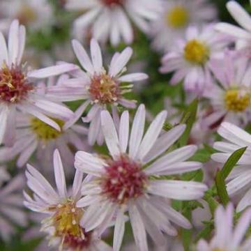 Aster universum 'Pink Cloud'