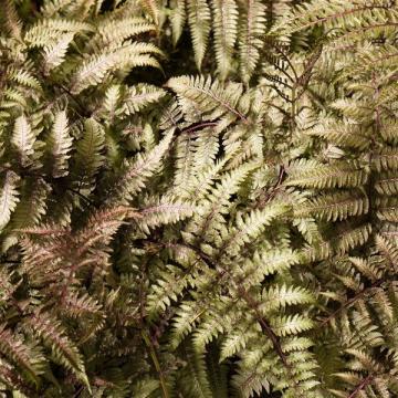 Athyrium niponicum 'Metallicum'