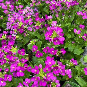 Arabis caucasica 'Pinkie'