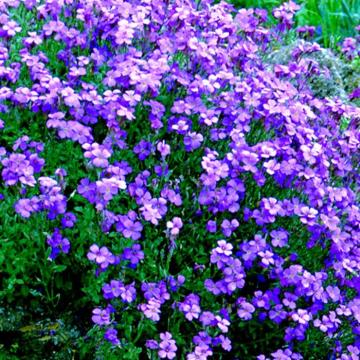 Aubrieta 'Early Blue Shades'