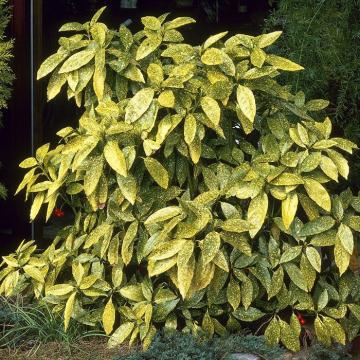 Aucuba jap. 'Crotonifolia Gold'