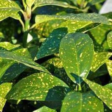 Aucuba jap. 'Variegata'