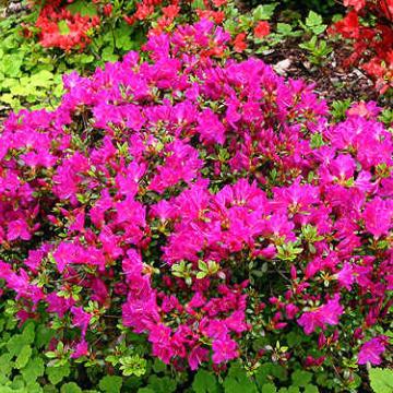 Azalea japonica