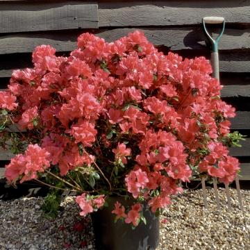 Azalea japonica 'Aladdin Scout'