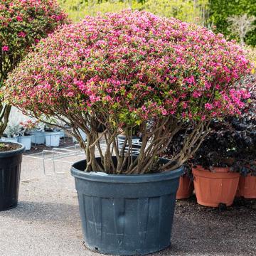 Azalea japonica 'Blaauw's Pink'