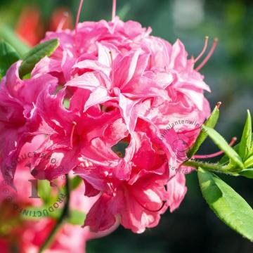 Azalea knaphill 'Homebush'