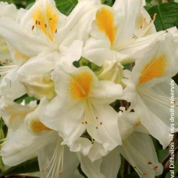 Azalea knaphill 'Persil'