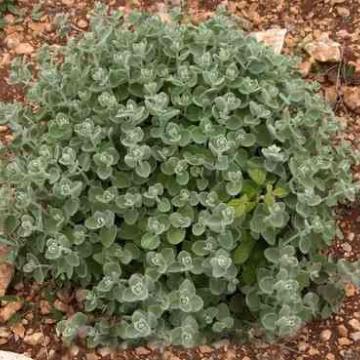 Ballota pseudodictamnus