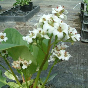 Bergenia 'Bressingham White'