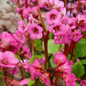 Bergenia cordifolia 'Eroica'
