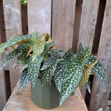 Begonia 'Double Dot'