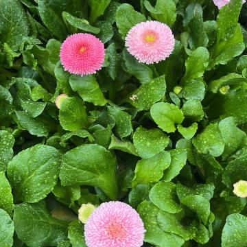 Bellis perinnis