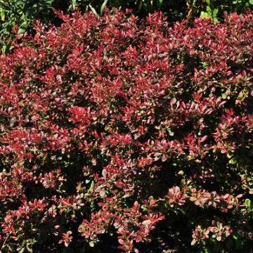 Berberis thunbergii 'Atropurpurea'