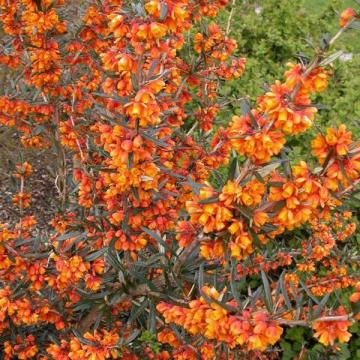 Berberis thunbergii 'Orange King'