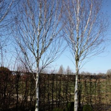 Betula utilis 'Jacquemontii'