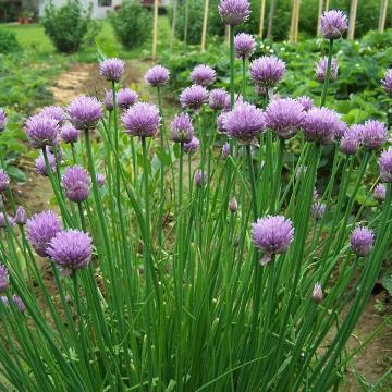 Allium schoenoprasum