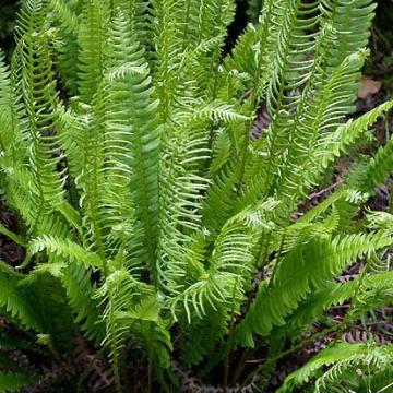 Blechnum spicant