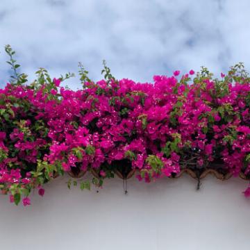Bougainvillea 'Vera Deep Purple'