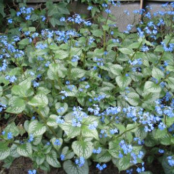 Brunnera macrophylla