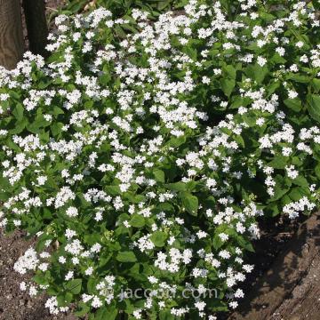 Brunnera macrophylla 'Betty Bowring'