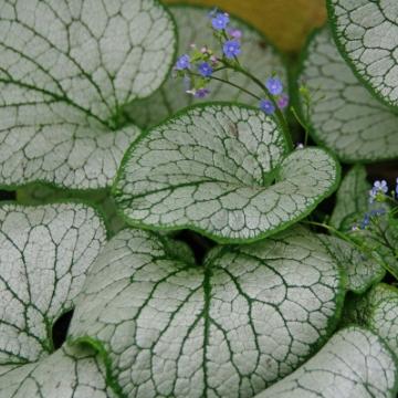 Brunnera macrophylla 'Silver Mist'