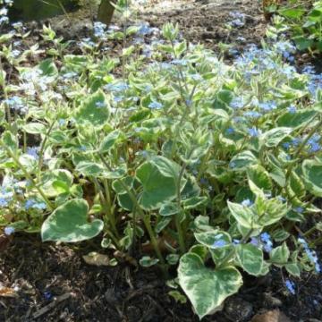 Brunnera macrophylla 'Variegata'