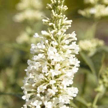 Buddleja 'Argus White'