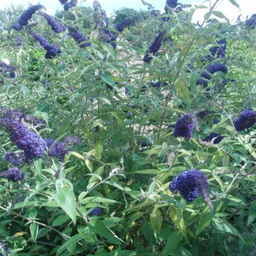Buddleja davidii 'Andonis Blue'
