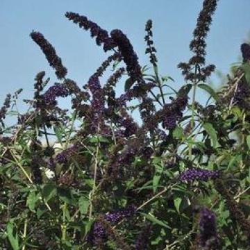 Buddleja davidii 'Ile de France'