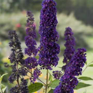 Buddleja davidii 'Black Knight'